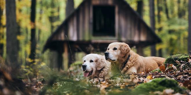 a couple of senior golden retrievers laying in the leaves in the woods